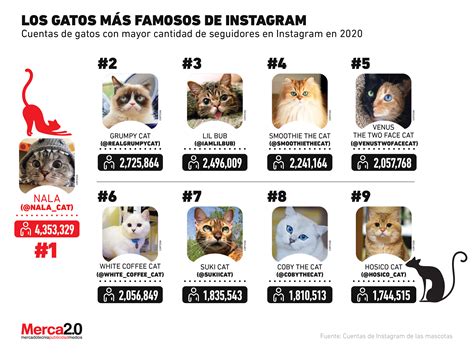 Estos son los gatos más famosos de Instagram en 2020