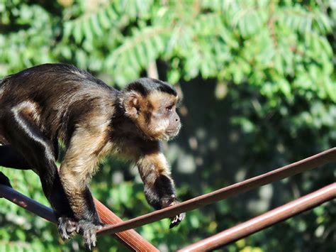 Mono Capuchino Zoo Aquarium Madrid
