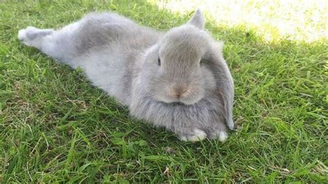 Cute Pure Bred Dwarf Lop Baby Rabbits For Sale In Didcot