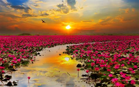 Lotus Red Flowers Sunset Sun Rays The Red Sea In The Province Of Udon
