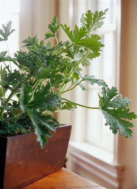 Best fragrant flowers to grow indoors. 16 of the Best-Smelling Houseplants | Plants, Indoor ...