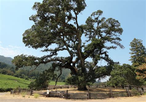 Valley Oak Tree Growth Rate Treats Weblogs Slideshow