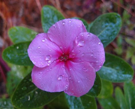Rosy Periwinkle L Startling Fact Our Breathing Planet