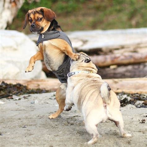 Cómo Evitar Una Pelea Entre Perros Durante El Paseo Cómo Educar A Un