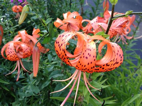 An Orange Flower With Black Spots On It