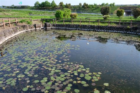 いせさきふらっと観光 『湧水 あまが池』 | Co-ラボ isesaki | 伊勢崎市情報ポータルサイト アイマップ