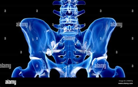 Hip Bone Illustration Stock Photo Alamy