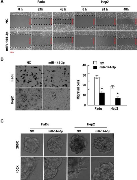 mir 144 3p inhibits fadu and hep2 cell invasion and migration fadu and download scientific