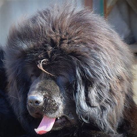 15 Things About Tibetan Mastiffs Which Will Fascinate You To Have One