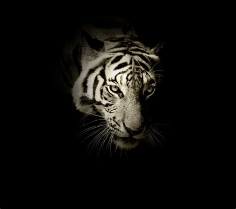 Black Tiger Wallpaper Hd 1080p