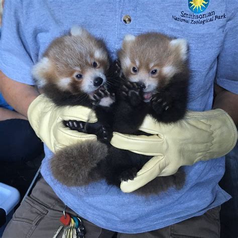 Red Panda Cubs At The Smithsonian Conservation Biology Institute