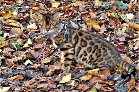 Bengalkatze Beim Waldspaziergang Foto And Bild Tiere Haustiere Katzen Bilder Auf Fotocommunity