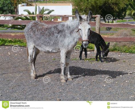 A Grey Donkey With A Dark Brown Foal Stock Image Image Of Flowers