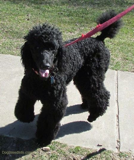 Residence inn by marriott ghent. Standard Poodle Dog Breed Pictures, 1