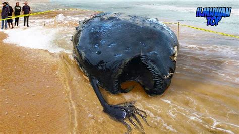 15 Makhluk Dasar Laut Terdalam Paling Aneh Dan Mengerikan Yang Pasti