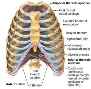 Theses stones can create obstructions in the bile ducts, creating inflammation and pain that can come on with surprising speed. Thoracic, Chest & Rib Pain | Aligned for Life