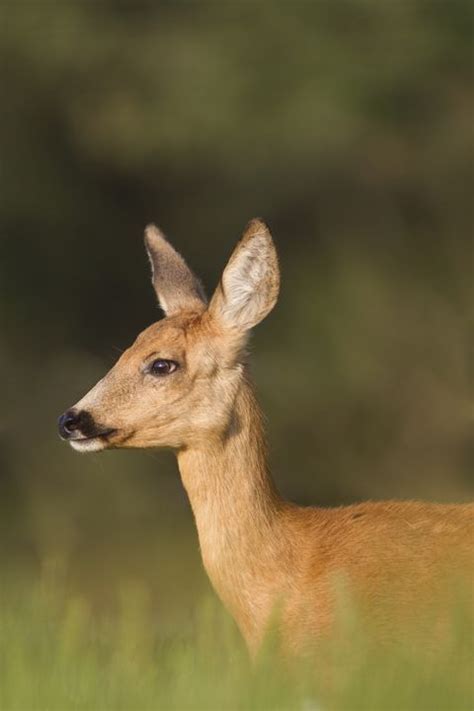 Guide To The Six British Deer Species To Be Found In The Uk Deer