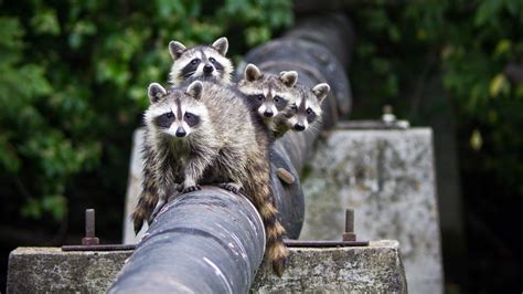 Raccoons Are Super Smart Urban Survivors Howstuffworks