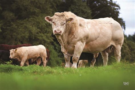 September 2013 The British Charolais Cattle Society