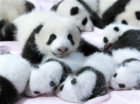 154 Of The Cutest Baby Animals Of All Time Bored Panda