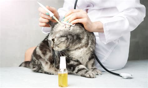 How To Check For Ear Mites In Cats Pet Cat Info