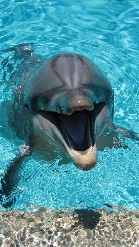 Pin By Nikkladesigns On Dolphin Wallpaper Underwater Animals Marine