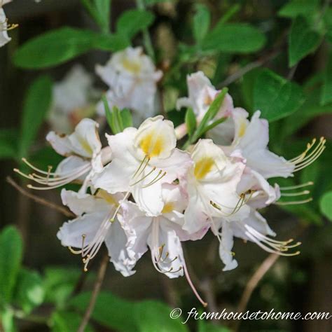 Shrubs help add structure to the garden. 20+ Of The Best White Flowering Shrubs (With images ...