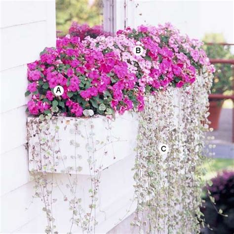 Corki Skin Best Flowers For Window Boxes In Shade Uk Best 7 Gorgeous