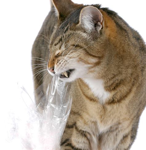 Does your pet cat allows you to rest your hand on its paw? Why Do Cats Like Plastic Bags? | ThriftyFun