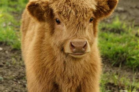 25 Interesting Facts About Mini Highland Cow You Didnt Know
