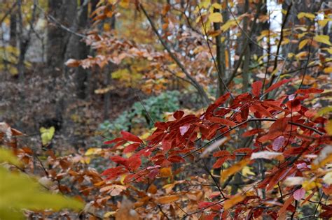 Using Georgia Native Plants Deciduous Delights