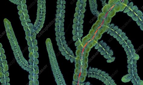 Batrachospermum Red Algae Light Micrograph Stock Image C0570874