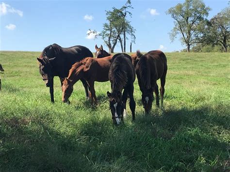 Thoroughbred Heritage Horse Farm Tours Lexington 2019 All You Need