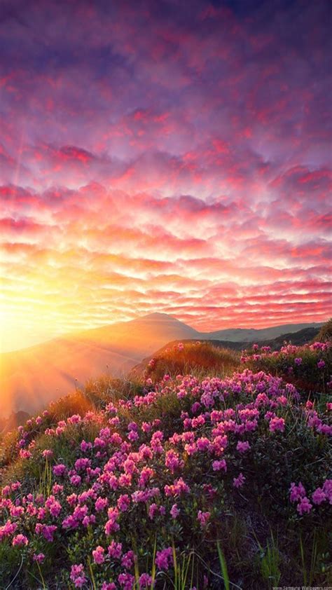 Most Beautiful Nature Wallpapers Pink