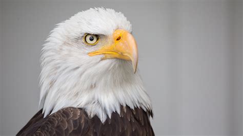Are there any free eagle pictures on unsplash? Bald Eagle Wallpapers (63+ images)
