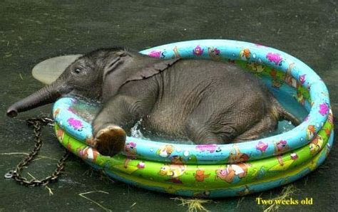 Baby Elephant In Swimming Pool Elephants Pinterest