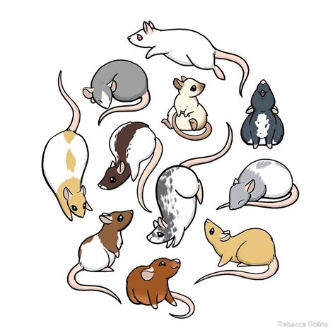 Rats By Rebecca Golins Cute Animal Drawings Cartoon Rat Cute Drawings