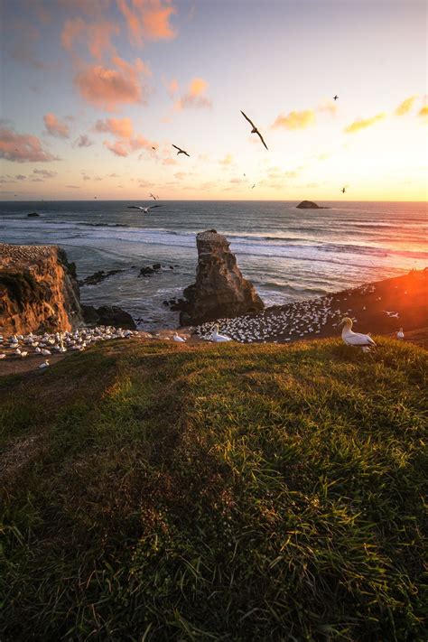The Gannet Colony Muriwai New Zealand Download This Photo By Thomas