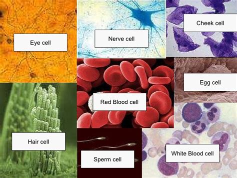 Is a red blood cell an animal cell or plant cell. Cell Structure and Organisation