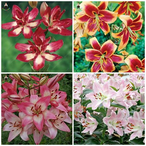 200 Pcs Rare Peruvian Lily Flower Plants Mix Color