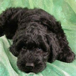 Purchasing a puppy provides you with protections such as a puppy history, health warrantees, registration papers, veterinarian the giant schnoodle is a first generation designer crossbreed whose parents are the standard poodle and the giant schnauzer. Pin on New puppy ideas