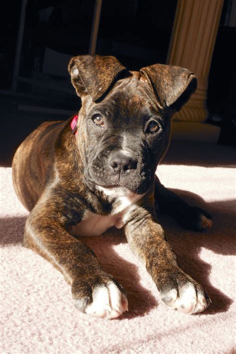The goals and purposes of this breed standard include: 38 best Bulloxer (Amercian Bulldog Boxer Mix) images on Pinterest | Boxer, Boxers and American ...