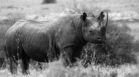 Black Rhinoceros Diceros Bicornis Black Rhino In Black And Flickr