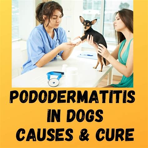 Pododermatitis In Dogs Meaning Causes Cure 2022