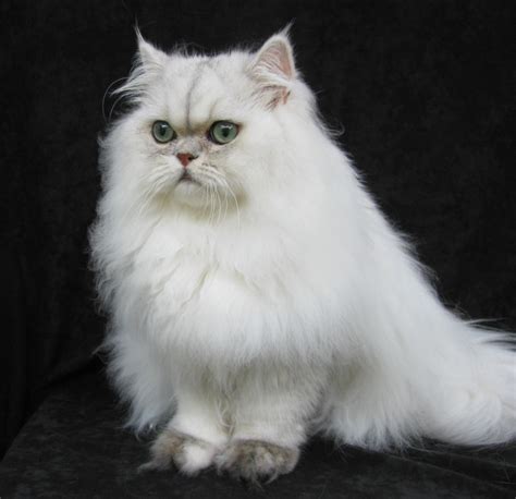 Persian Cats Biological Science Picture Directory