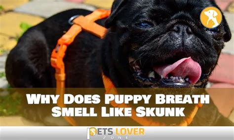 Why Does Puppy Breath Smell Like Skunk And How To Prevent It