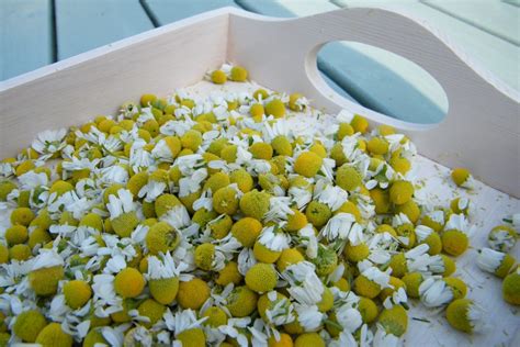 Drying Chamomile Preparation Methods And Storing Drying All Foods