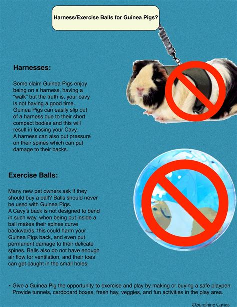 Do Guinea Pigs Use Exercise Balls Exercise Poster