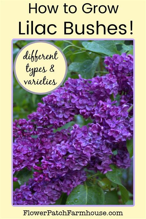 How To Grow Lilacs Its Easier Than You Think Garden Shrubs Lilac My