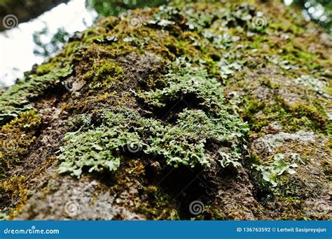Liquenes Musgos Y Flora En Selva Tropical Natural Foto De Archivo